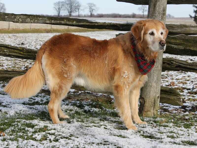 Golden Retriever Dog — Brown, Calm, Winter, Photograph