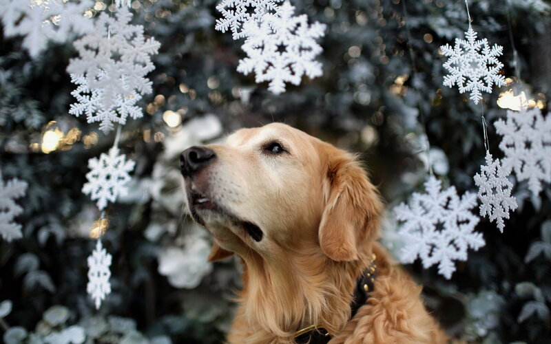 Golden Retriever Dog — Brown, Calm, Winter