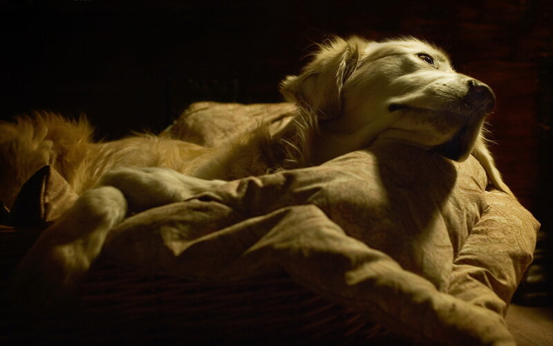 Golden Retriever Dog — Brown, Dramatic, Night