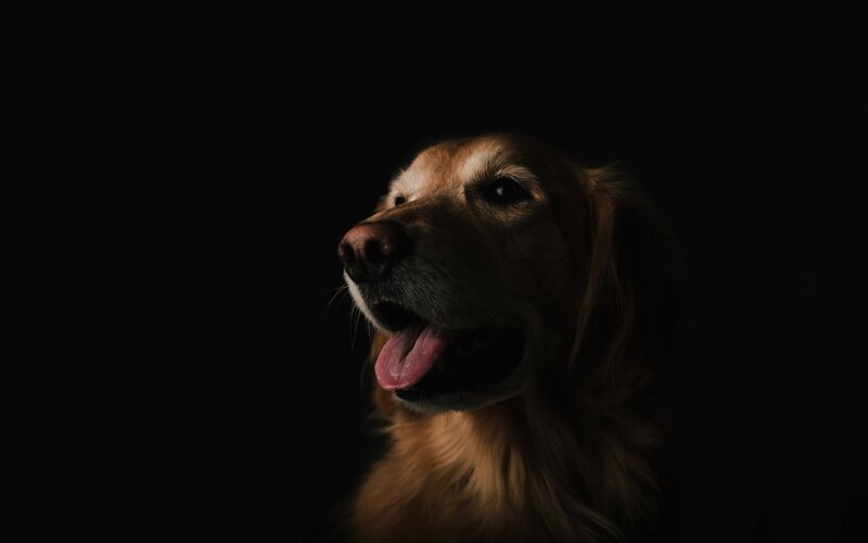 Golden Retriever Dog — Brown, Dramatic, Photograph, Black Background