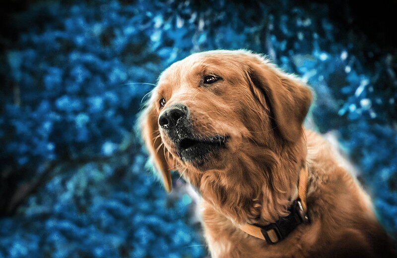 Golden Retriever Dog — Brown, Dramatic, Photograph, Collar