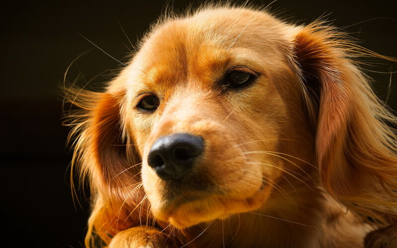 Golden Retriever Dog — Brown, Dramatic, Photograph, Ears