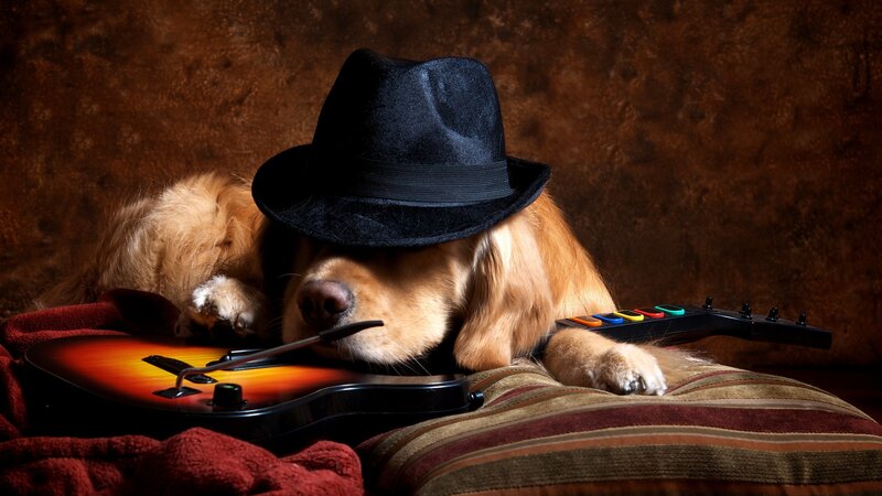 Golden Retriever Dog — Brown, Dramatic, Photograph, Hat, Guitar
