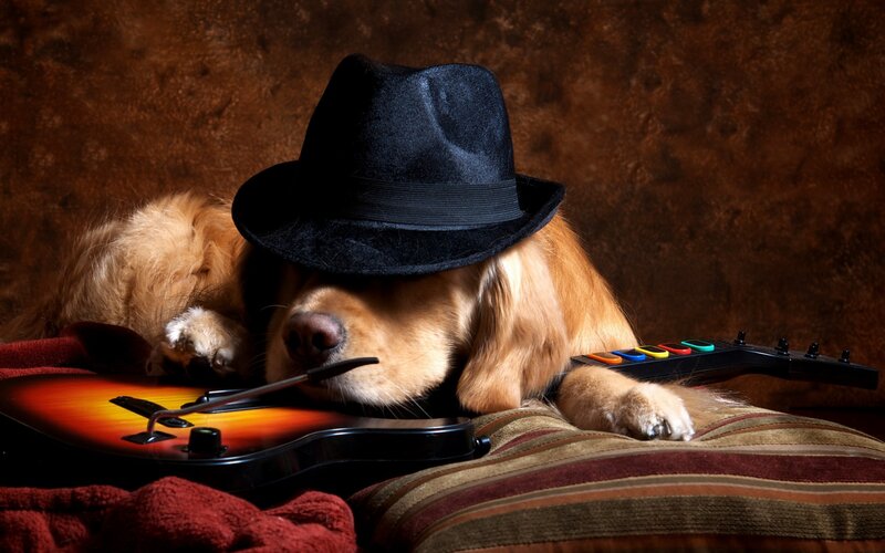 Golden Retriever Dog — Brown, Dramatic, Photograph, Hat