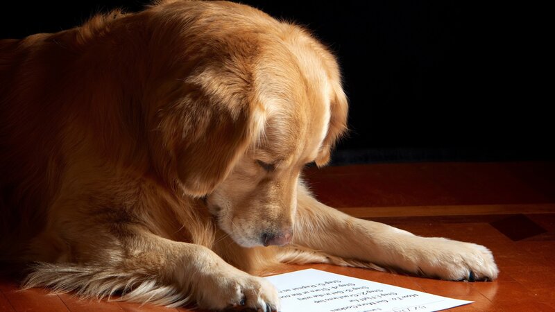 Golden Retriever Dog — Brown, Dramatic, Photograph, Paper