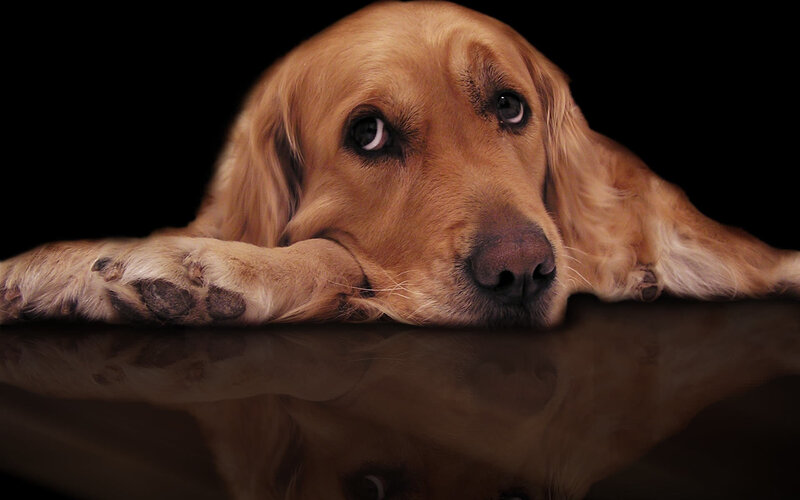 Golden Retriever Dog — Brown, Dramatic, Photograph, Paws