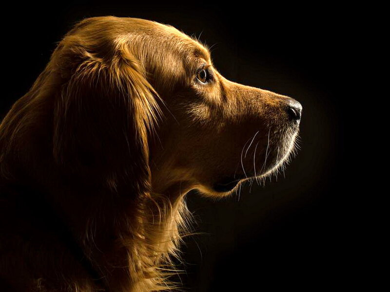 Golden Retriever Dog — Brown, Dramatic, Photograph, Profile