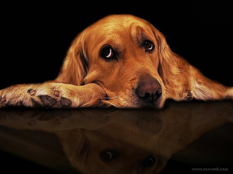 Golden Retriever Dog — Brown, Dramatic, Photograph, Reflection