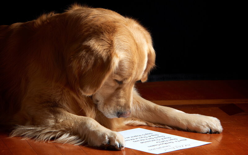 Golden Retriever Dog — Brown, Dramatic, Photograph