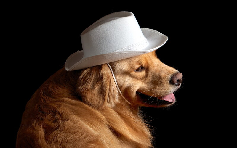 Golden Retriever Dog — Brown, Dramatic, Photograph, White Hat