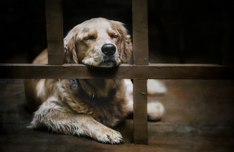 Golden Retriever Dog — Brown, Dramatic, Photograph, Wooden Bars