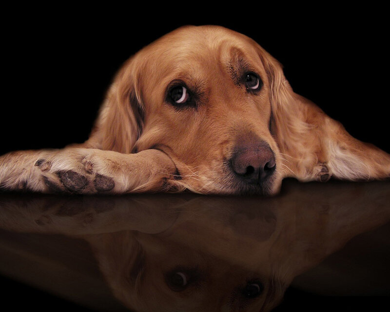 Golden Retriever Dog — Brown, Dramatic