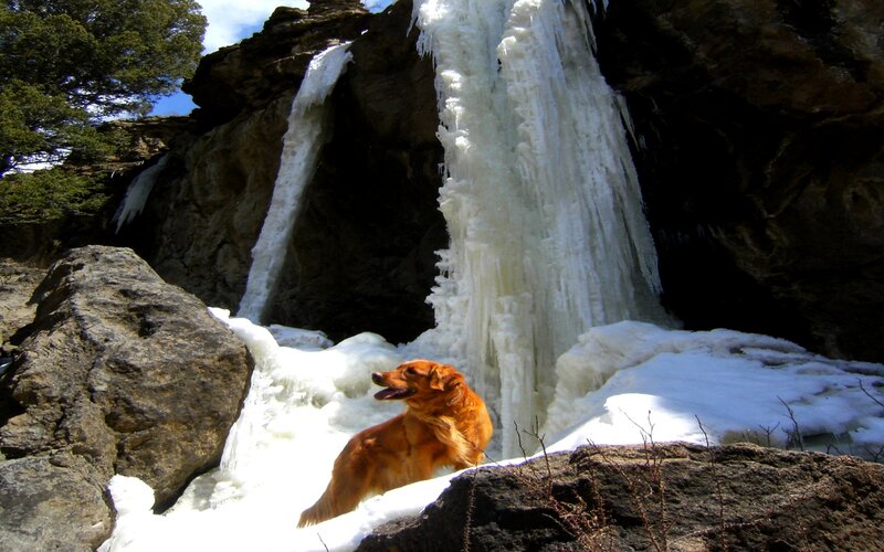 Golden Retriever Dog — Brown, Dramatic, Winter