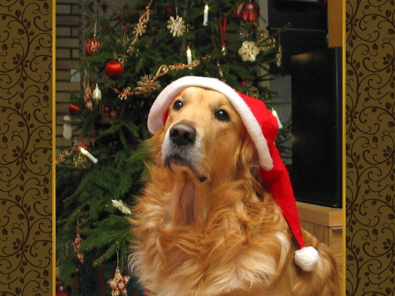 Golden Retriever Dog — Brown, Festive