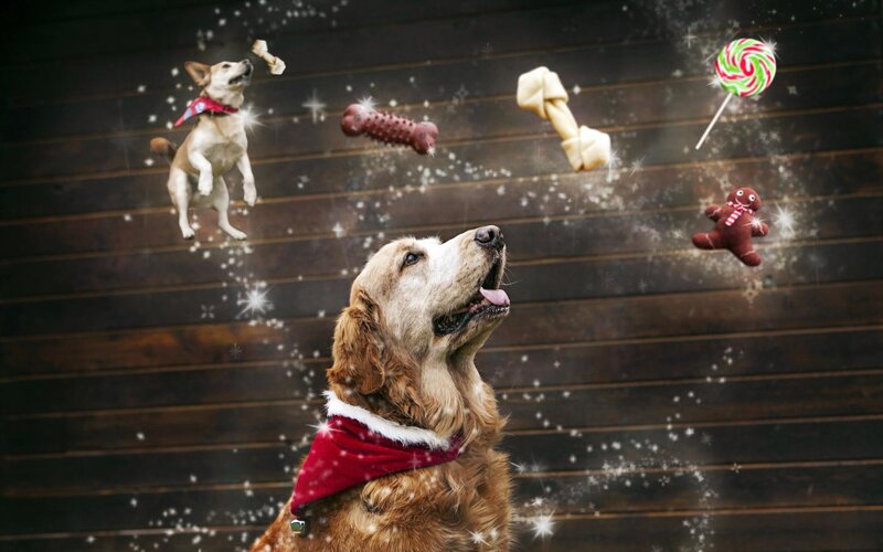Golden Retriever Dog — Brown, Festive, Winter