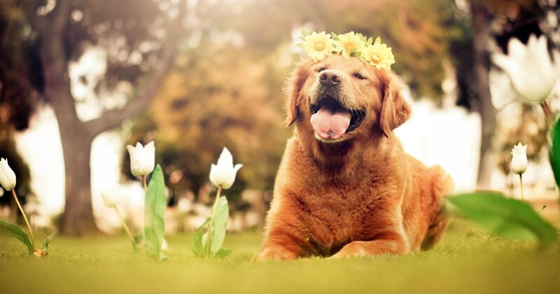 Golden Retriever Dog — Brown, Happy, Spring
