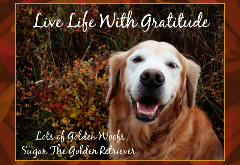 Golden Retriever Dog — Brown, Happy