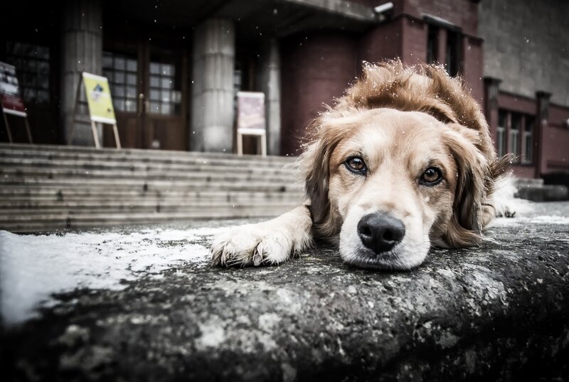 Golden Retriever Dog — Brown, Melancholic