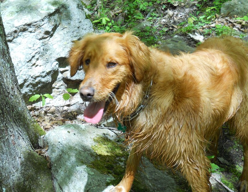 Golden Retriever Dog — Brown, Natural