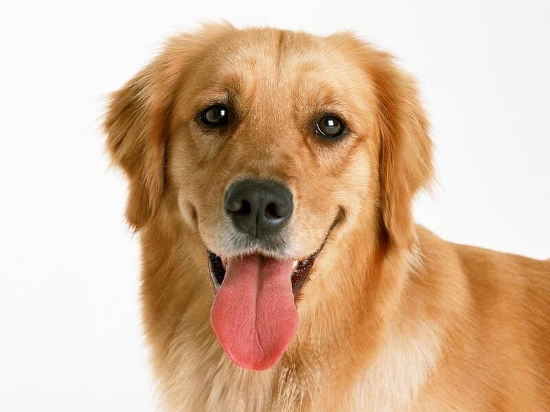 Golden Retriever Dog — Brown, Neutral