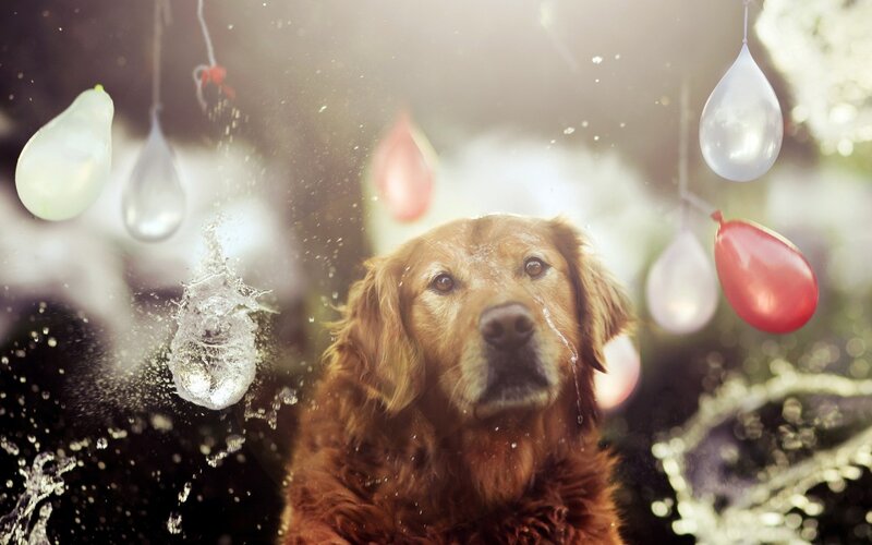Golden Retriever Dog — Brown, Playful
