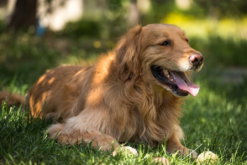 Golden Retriever Dog — Brown, Relaxed, Afternoon, Photograph