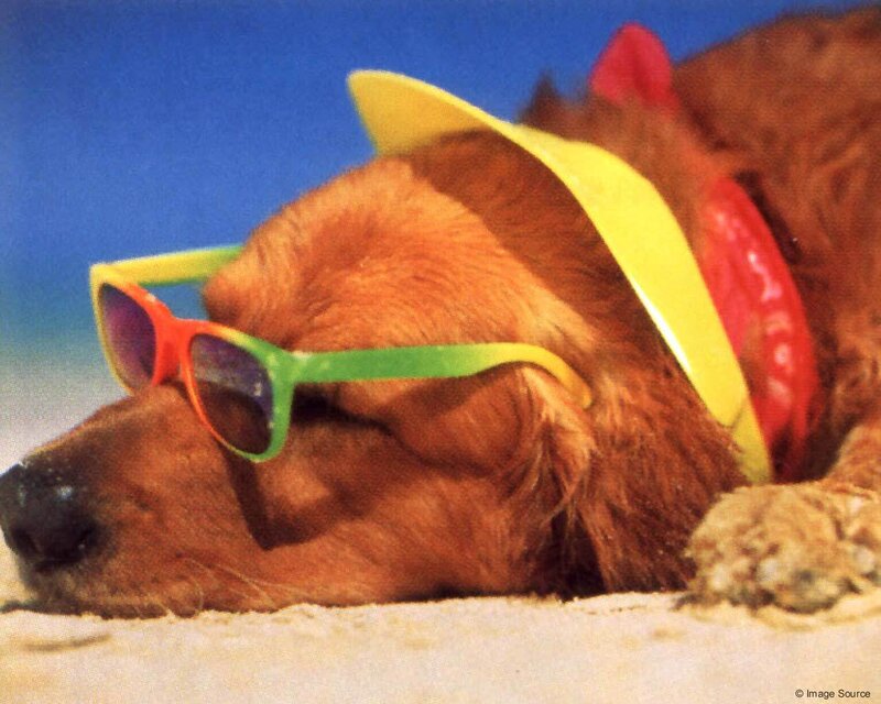 Golden Retriever Dog — Brown, Relaxed