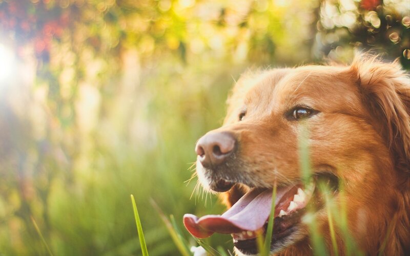 Golden Retriever Dog — Brown, Serene, Afternoon