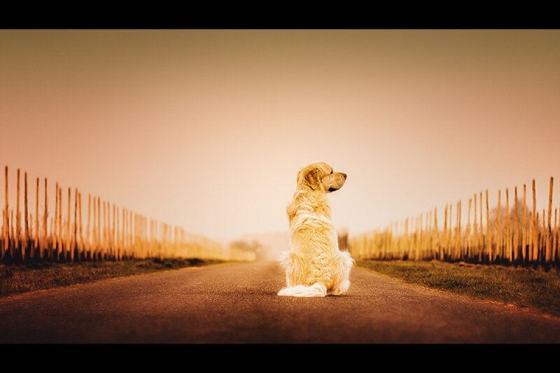 Golden Retriever Dog — Brown, Serene, Sunset
