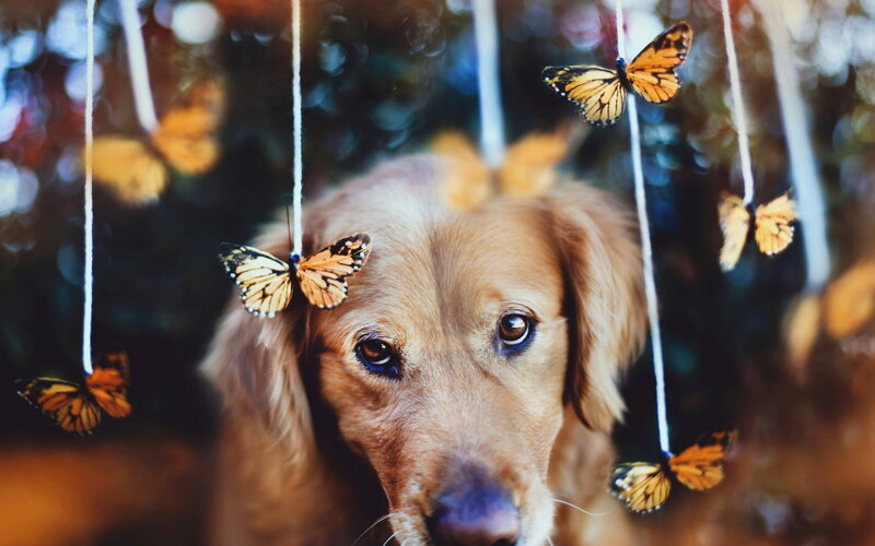 Golden Retriever Dog — Brown, Serene