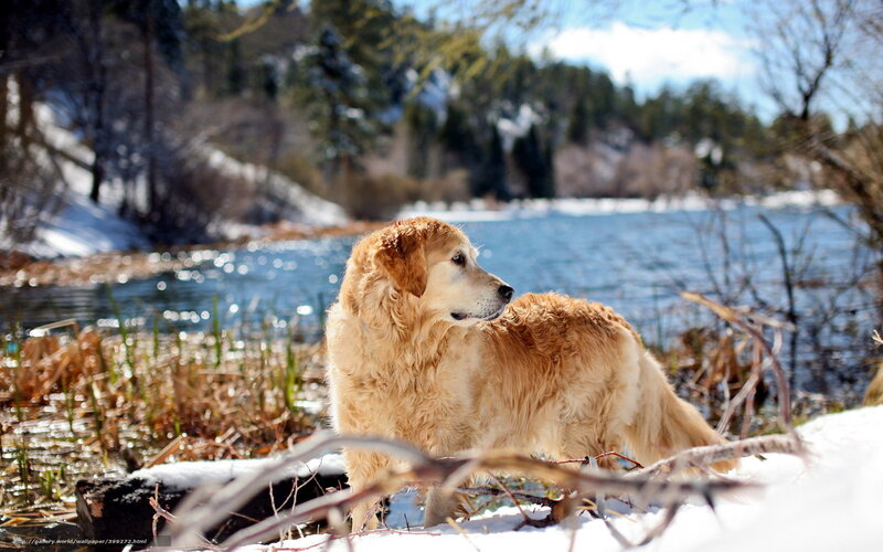 Golden Retriever Dog — Brown, Serene, Winter