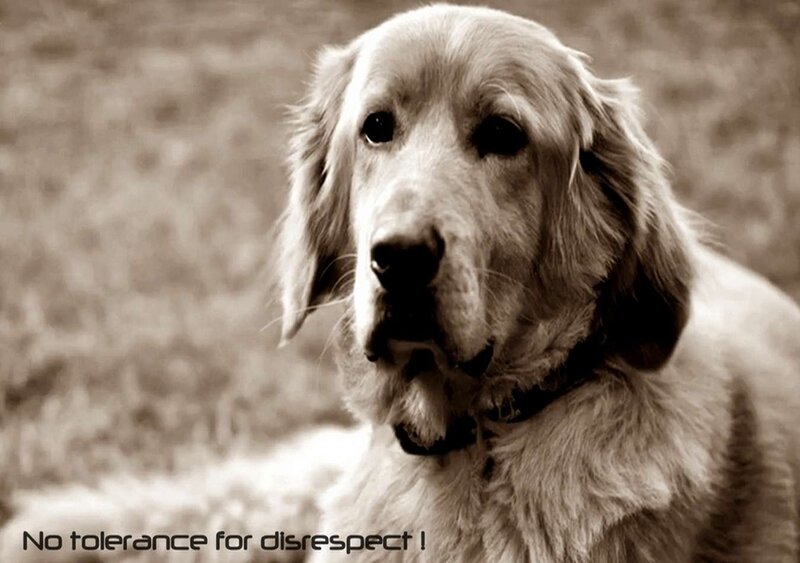 Golden Retriever Dog — Brown, Serious