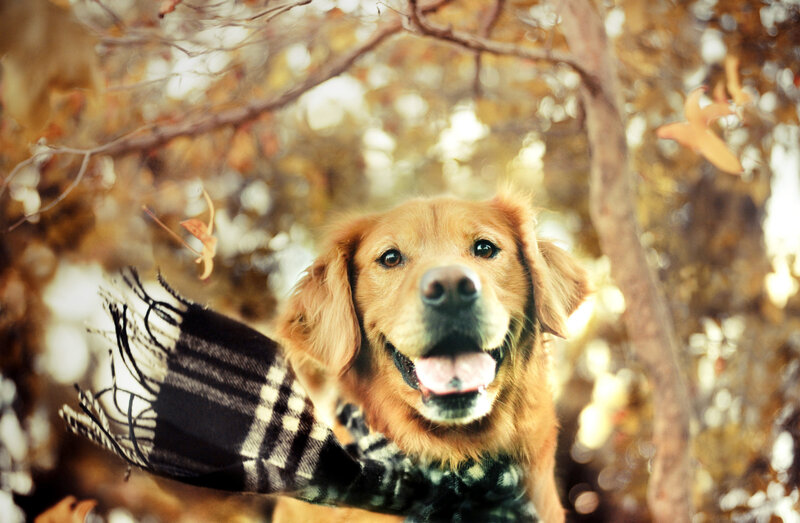 Golden Retriever Dog — Brown, Warm