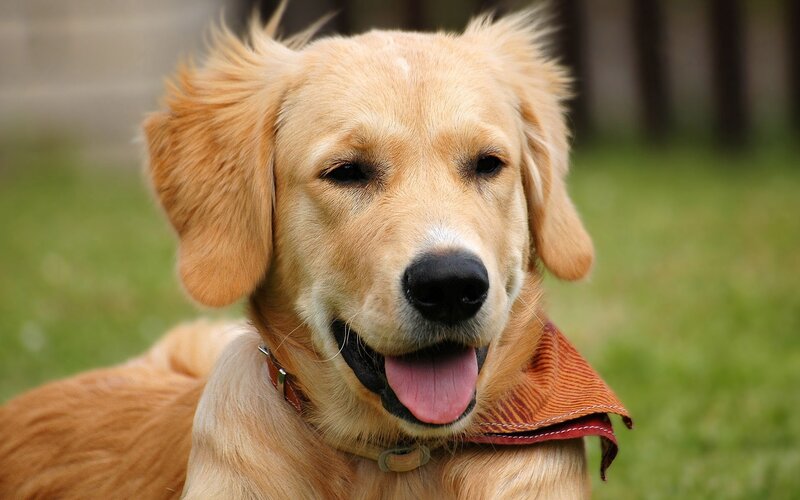 Golden Retriever Dog — Gold, Calm, Afternoon, Photograph, Collar