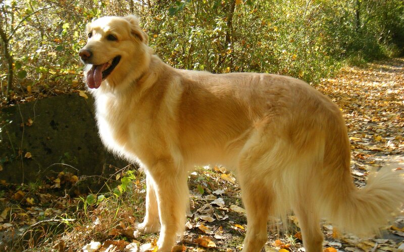 Golden Retriever Dog — Gold, Calm, Autumn, Photograph