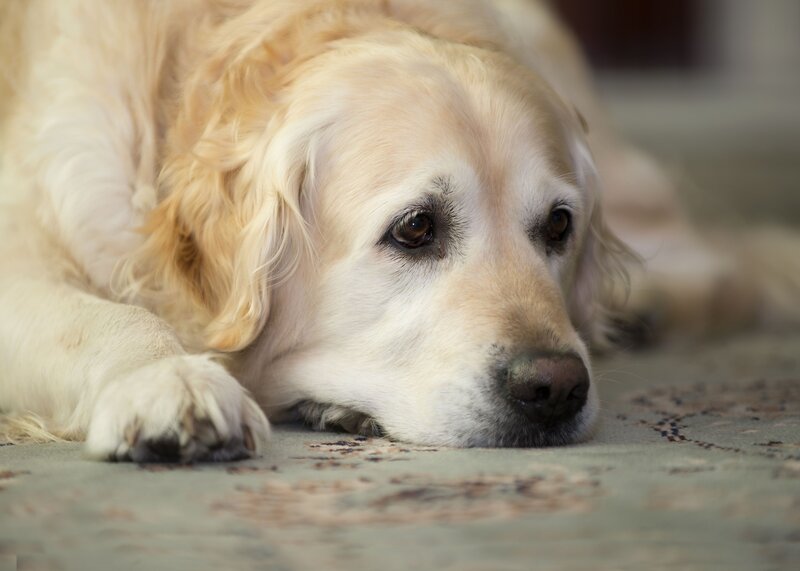 Golden Retriever Dog — Gold, Calm, Photograph, Carpet