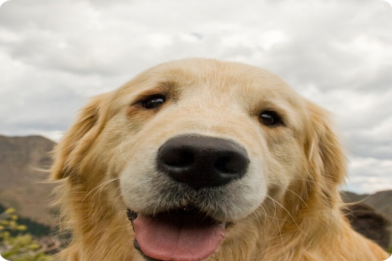 Golden Retriever Dog — Gold, Calm, Photograph, Mountains