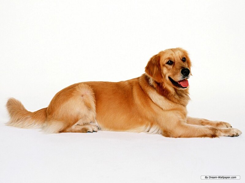 Golden Retriever Dog — Gold, Calm, Photograph