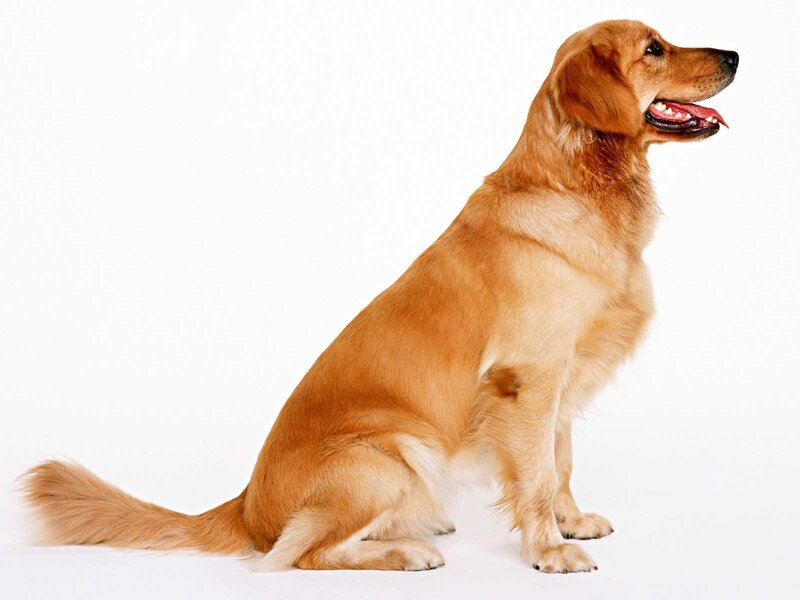 Golden Retriever Dog — Gold, Calm, Photograph, White Background