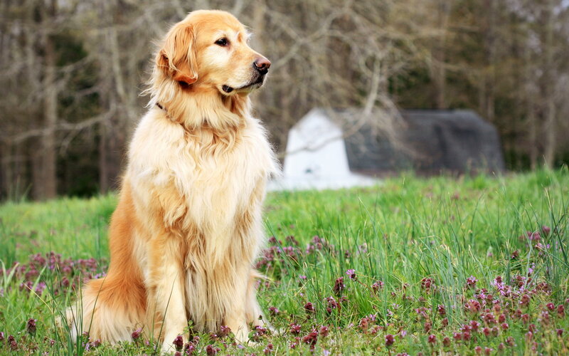 Golden Retriever Dog — Gold, Calm, Spring