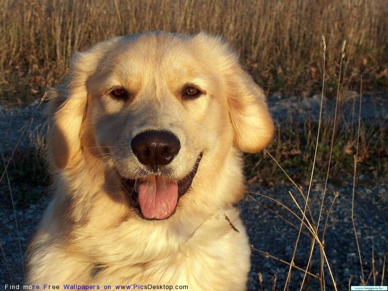 Golden Retriever Dog — Gold, Calm, Sunset, Photograph, Grass