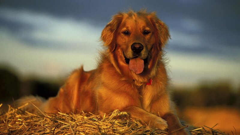 Golden Retriever Dog — Gold, Calm, Sunset