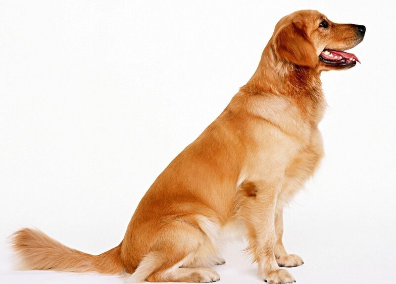 Golden Retriever Dog — Gold, Calm