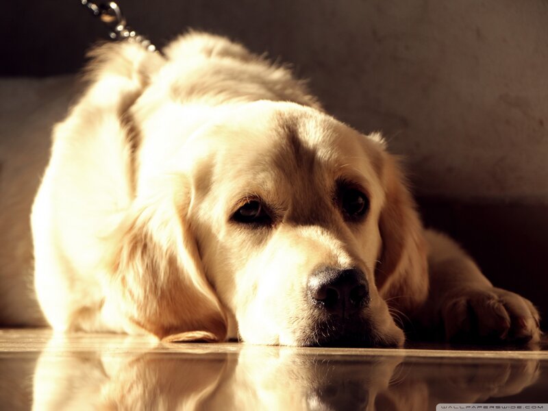 Golden Retriever Dog — Gold, Dramatic