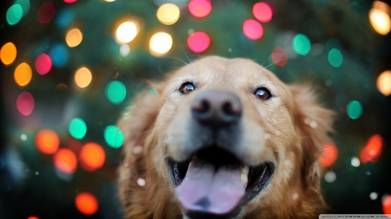 Golden Retriever Dog — Gold, Festive