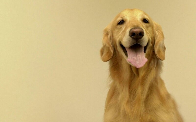 Golden Retriever Dog — Gold, Happy, Photograph