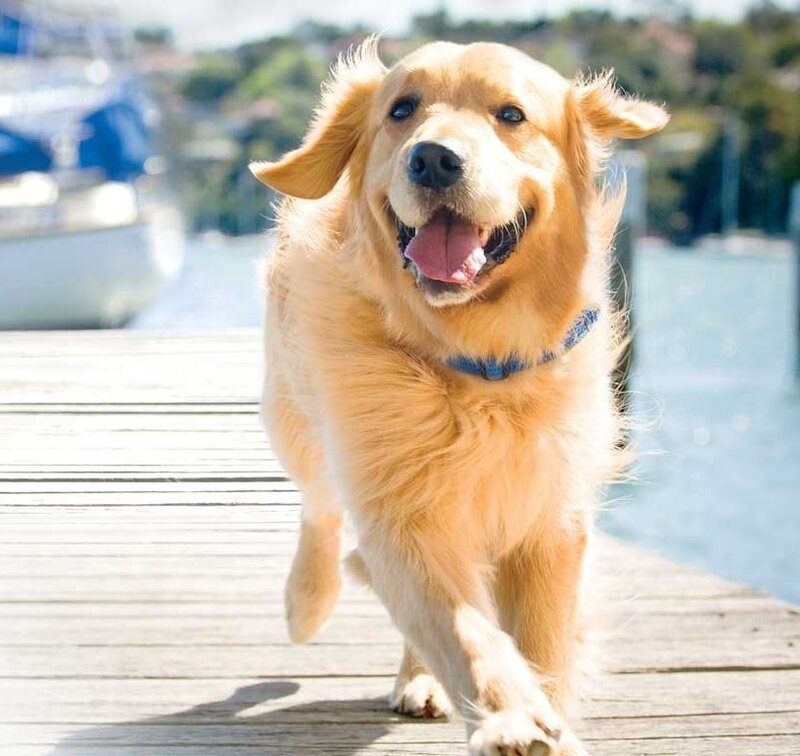 Golden Retriever Dog — Gold, Happy