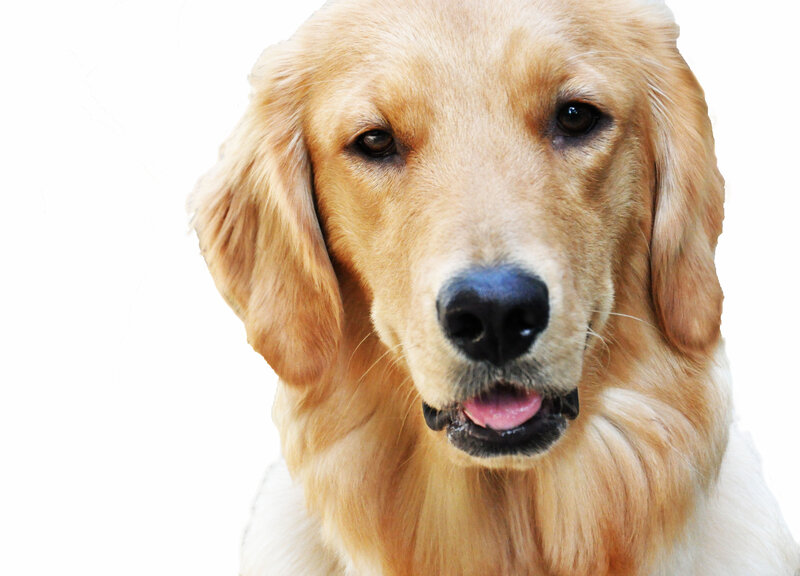 Golden Retriever Dog — Gold, Neutral, Photograph, White Background