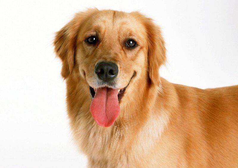 Golden Retriever Dog — Gold, Neutral