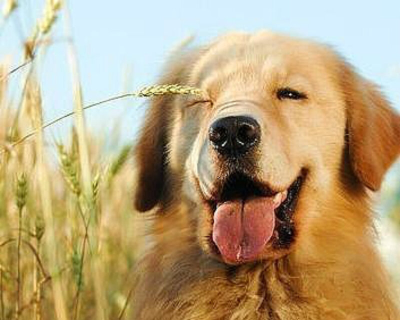Golden Retriever Dog — Gold, Peaceful